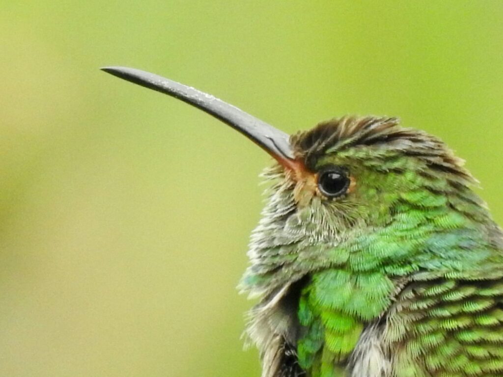 a small green bird with a long beak