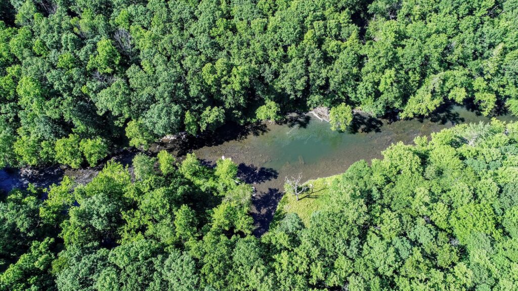 dense river jungle