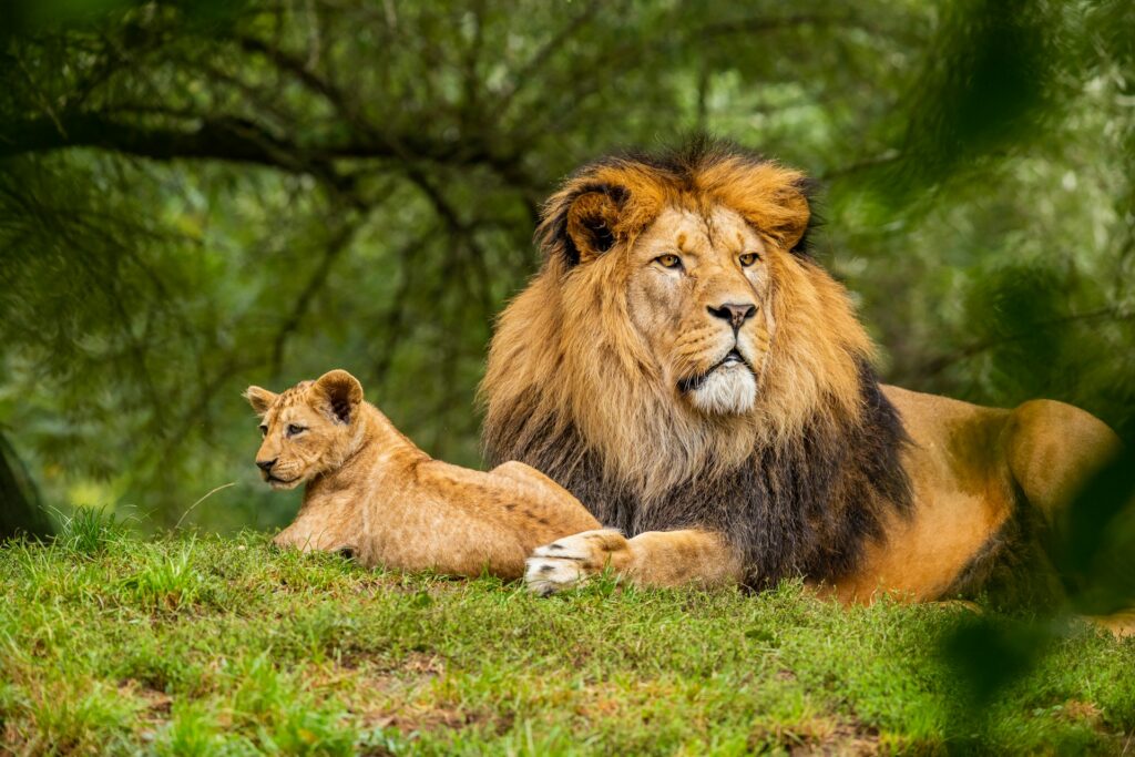 A majestic lion and its playful cub resting together in a lush green forest, surrounded by dappled sunlight.