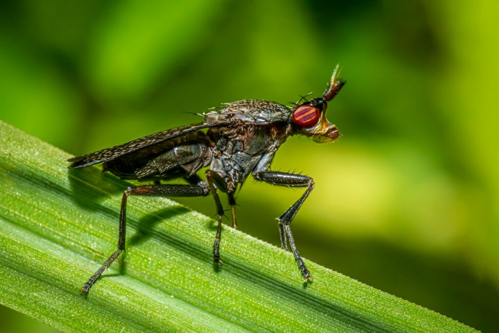black and brown fly on green leaf in close up photography during daytime