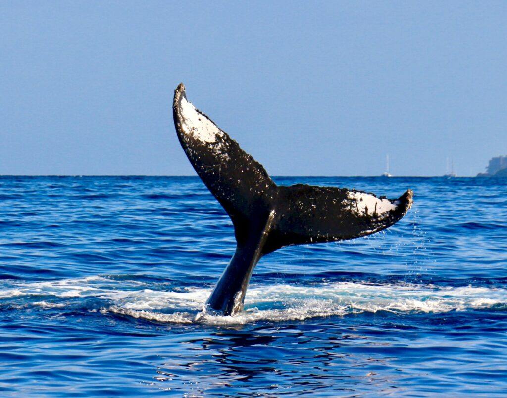 black whale tail
