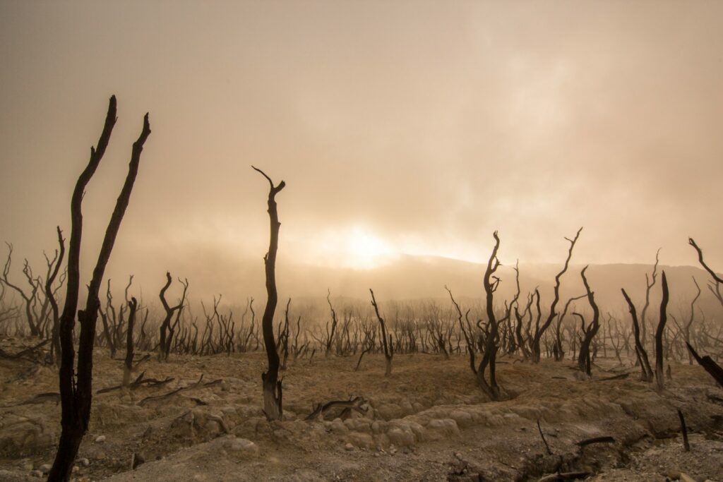 sepia photography of bare trees