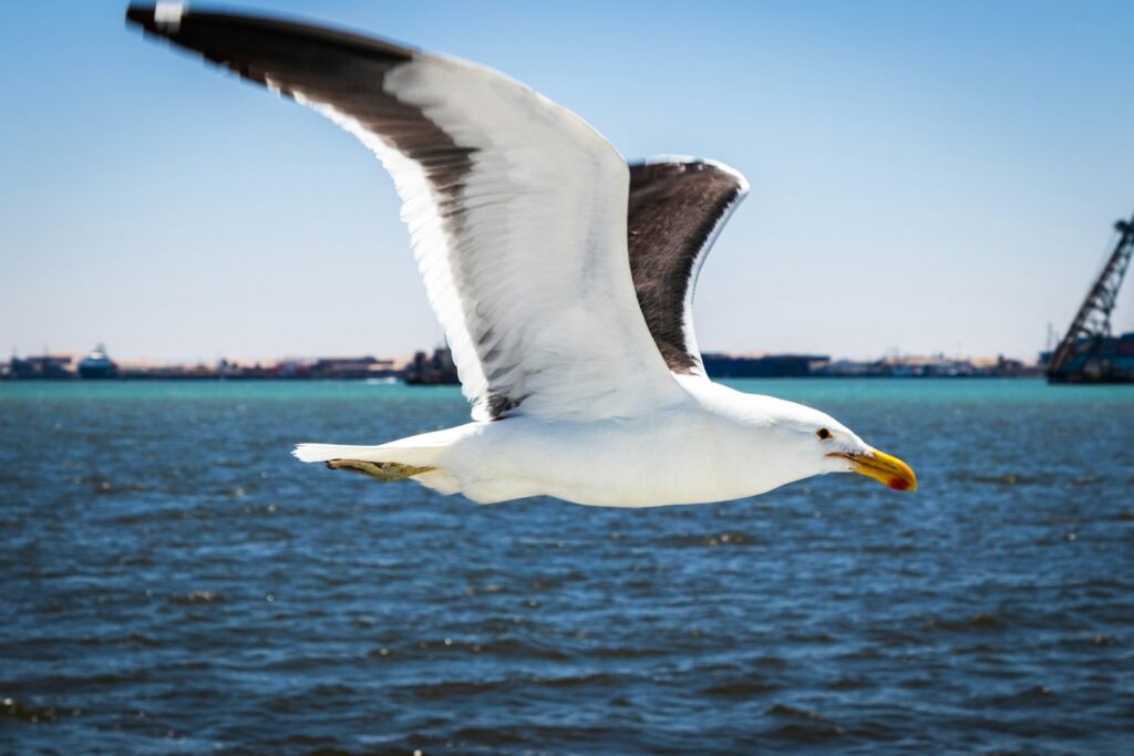 white gull