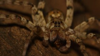 macro photo of brown spider