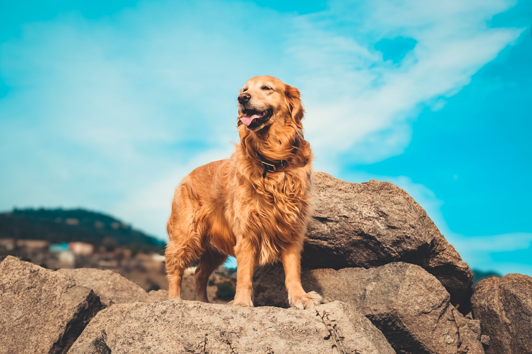 Cancer: The Nurturing Golden Retriever Alliance (image credits: unsplash)
