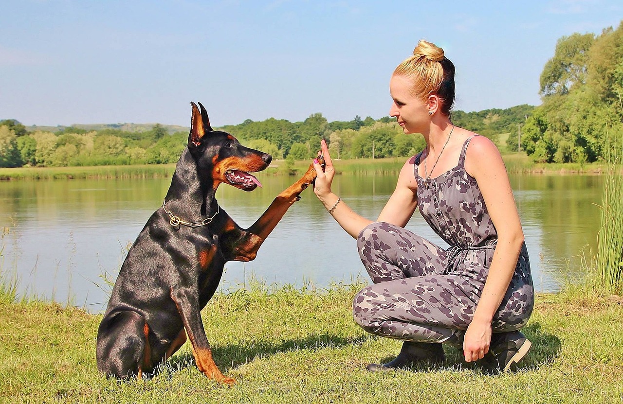 Leo: The Regal Doberman Pinscher Partnership (image credits: pixabay)