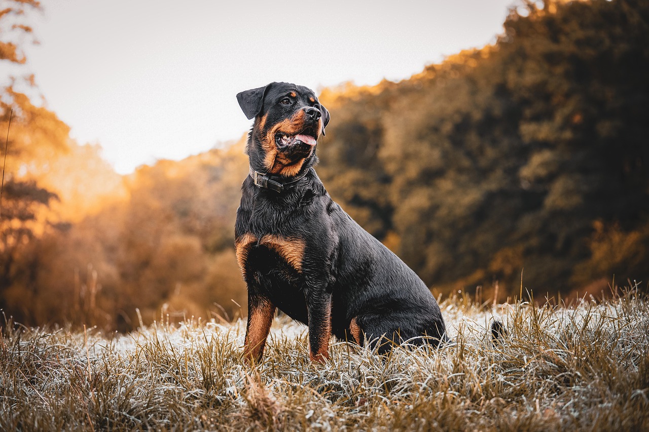 Scorpio: The Intense Rottweiler Relationship (image credits: pixabay)