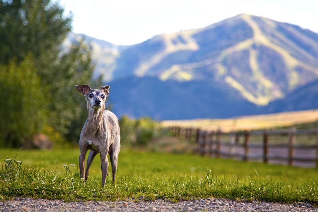 Pisces: The Gentle Greyhound Understanding (image credits: unsplash)