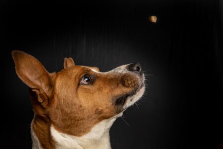 12 Star Signs and the Dog Breeds They Naturally Bond With