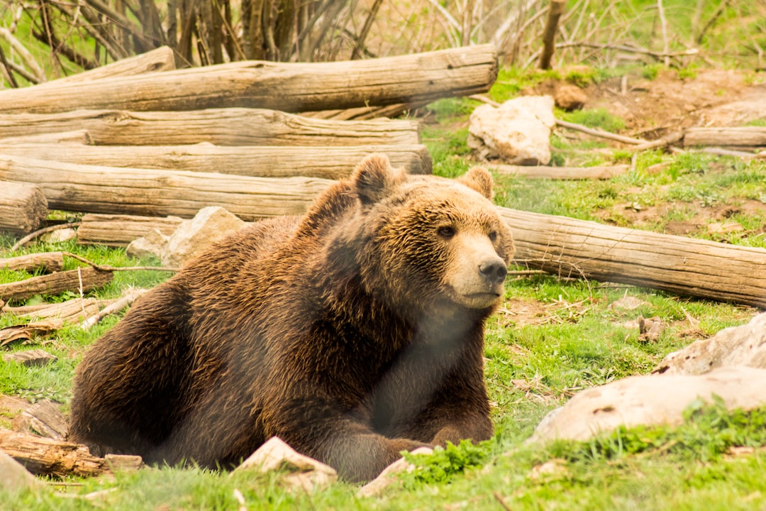 Know Your Bears - Identification Could Save Your Life (image credits: unsplash)