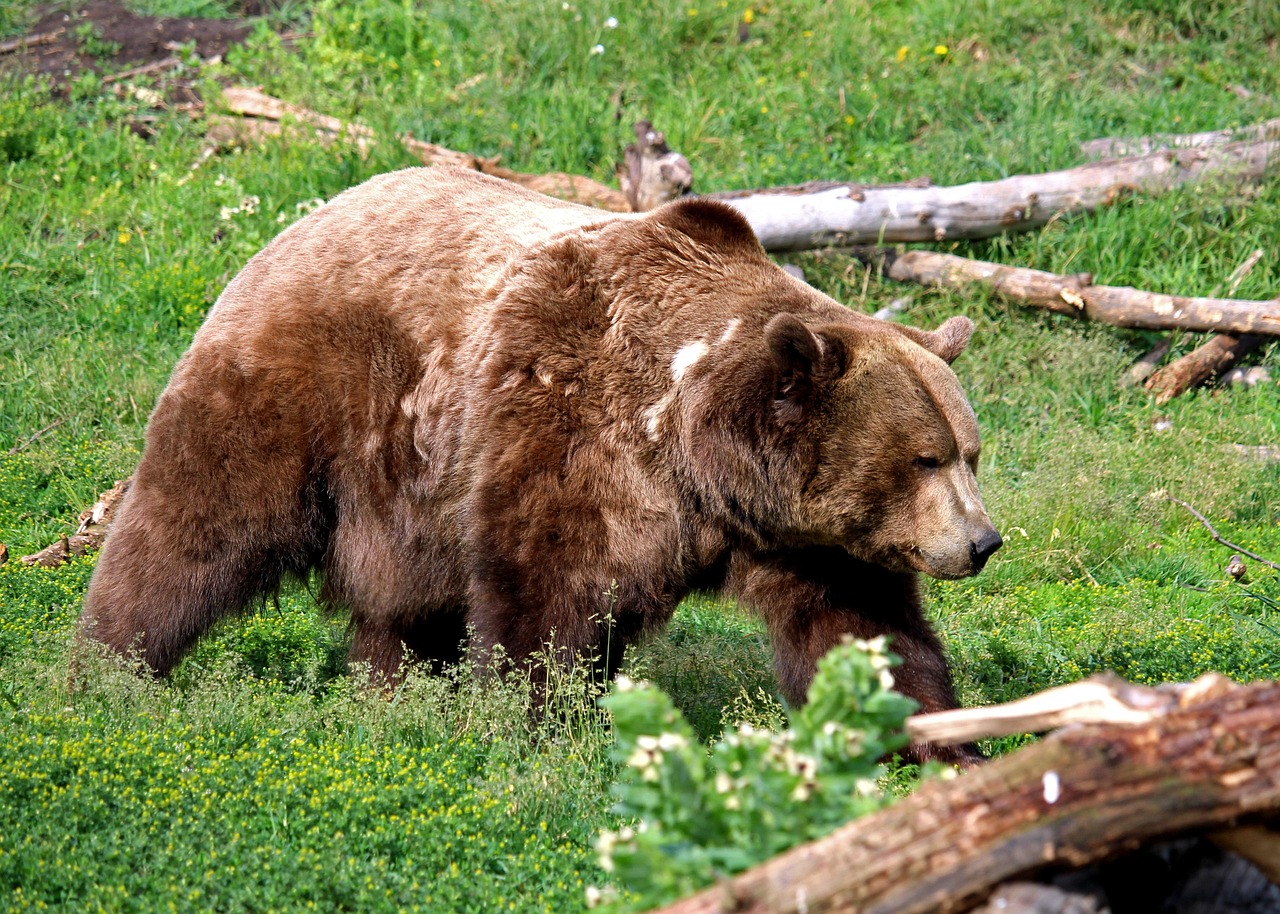 Understanding Bear Behavior - Defensive vs. Predatory (image credits: pixabay)