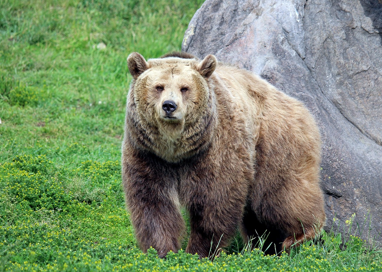 What to Do When You First Spot a Bear (image credits: pixabay)