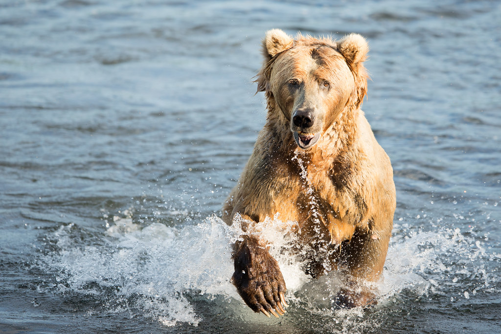 If a Bear Charges - The Critical Seconds (image credits: flickr)