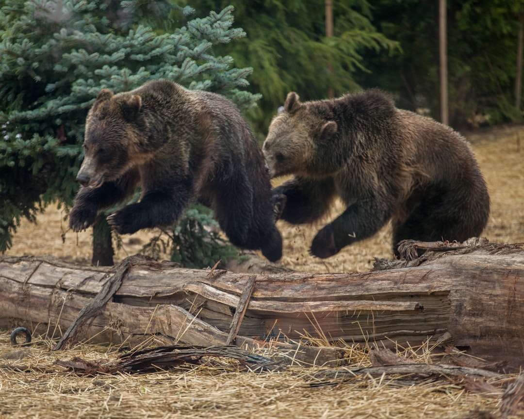 When Fighting Back Is Your Only Option (image credits: unsplash)