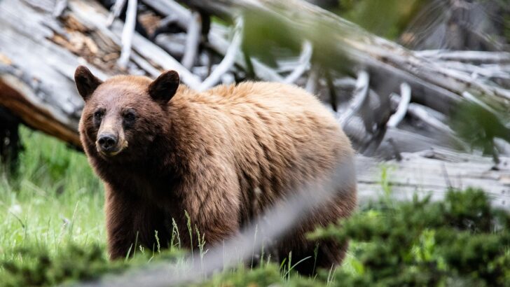 What To Do If You Encounter a Bear In The Wilderness of Wyoming