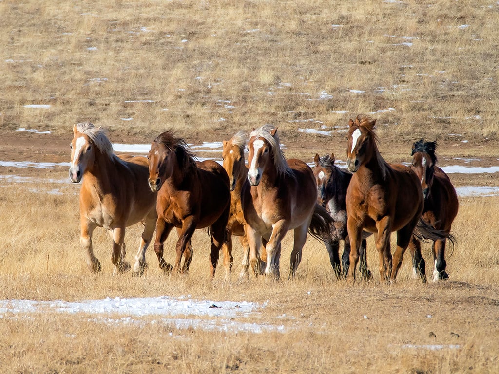 Aries - The Fiery Mustang Spirit (image credits: flickr)