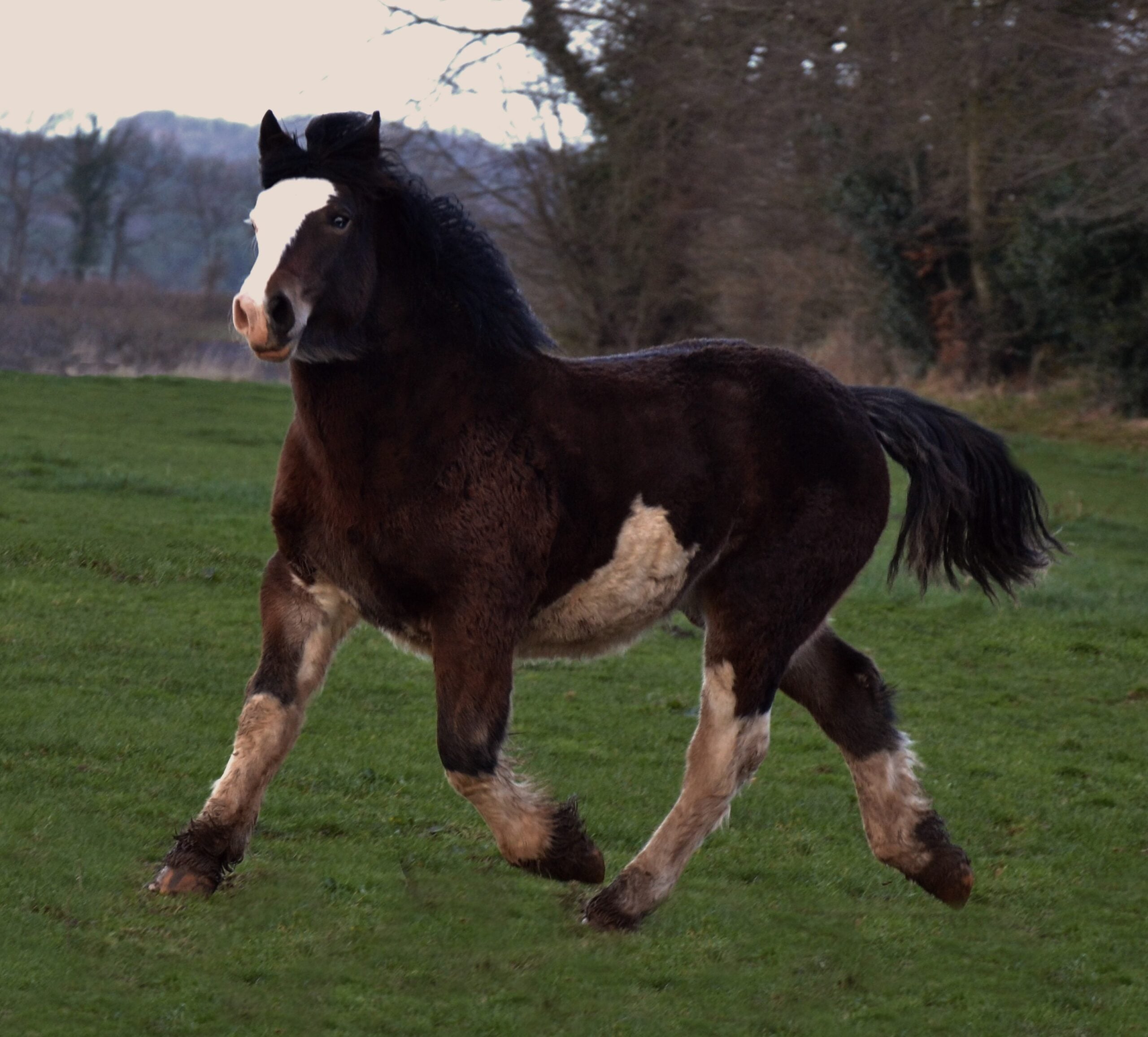 Taurus - The Steady Breton Companion (image credits: wikimedia)