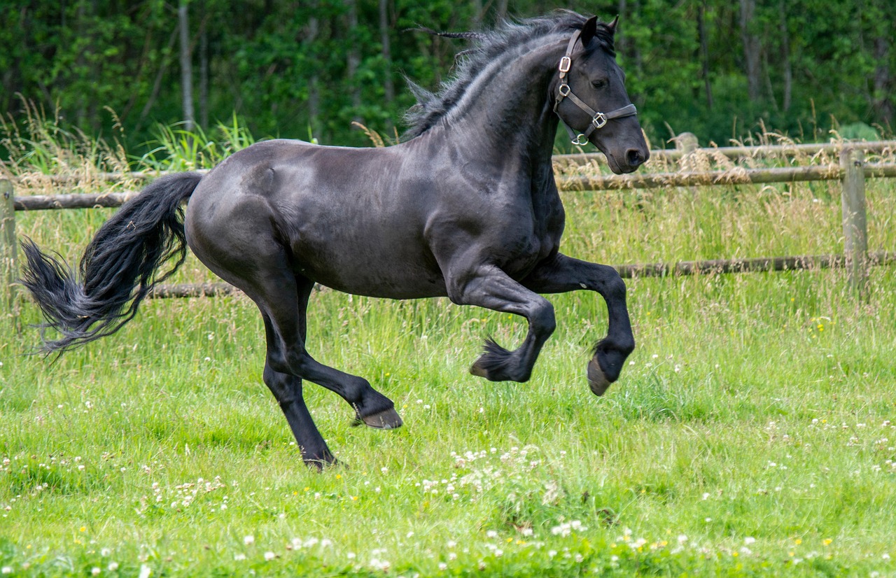 Leo - The Magnificent Friesian Showstopper (image credits: pixabay)