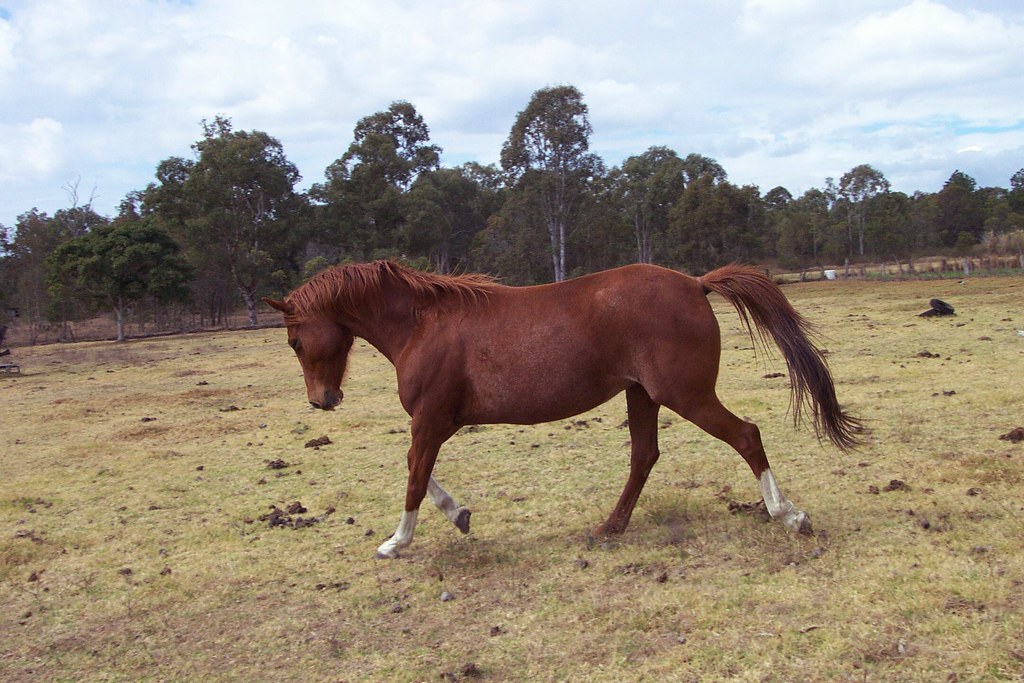 Libra - The Balanced Warmblood Harmony (image credits: flickr)