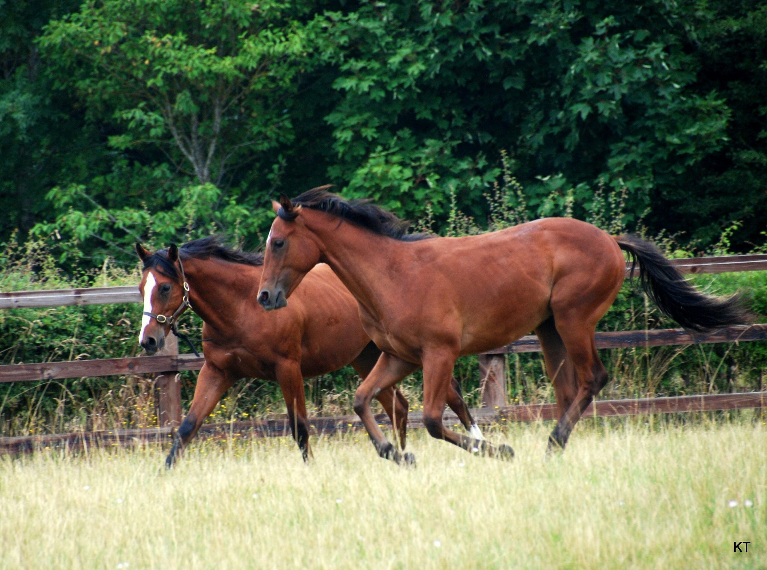 Sagittarius - The Free-Spirited Thoroughbred (image credits: wikimedia)