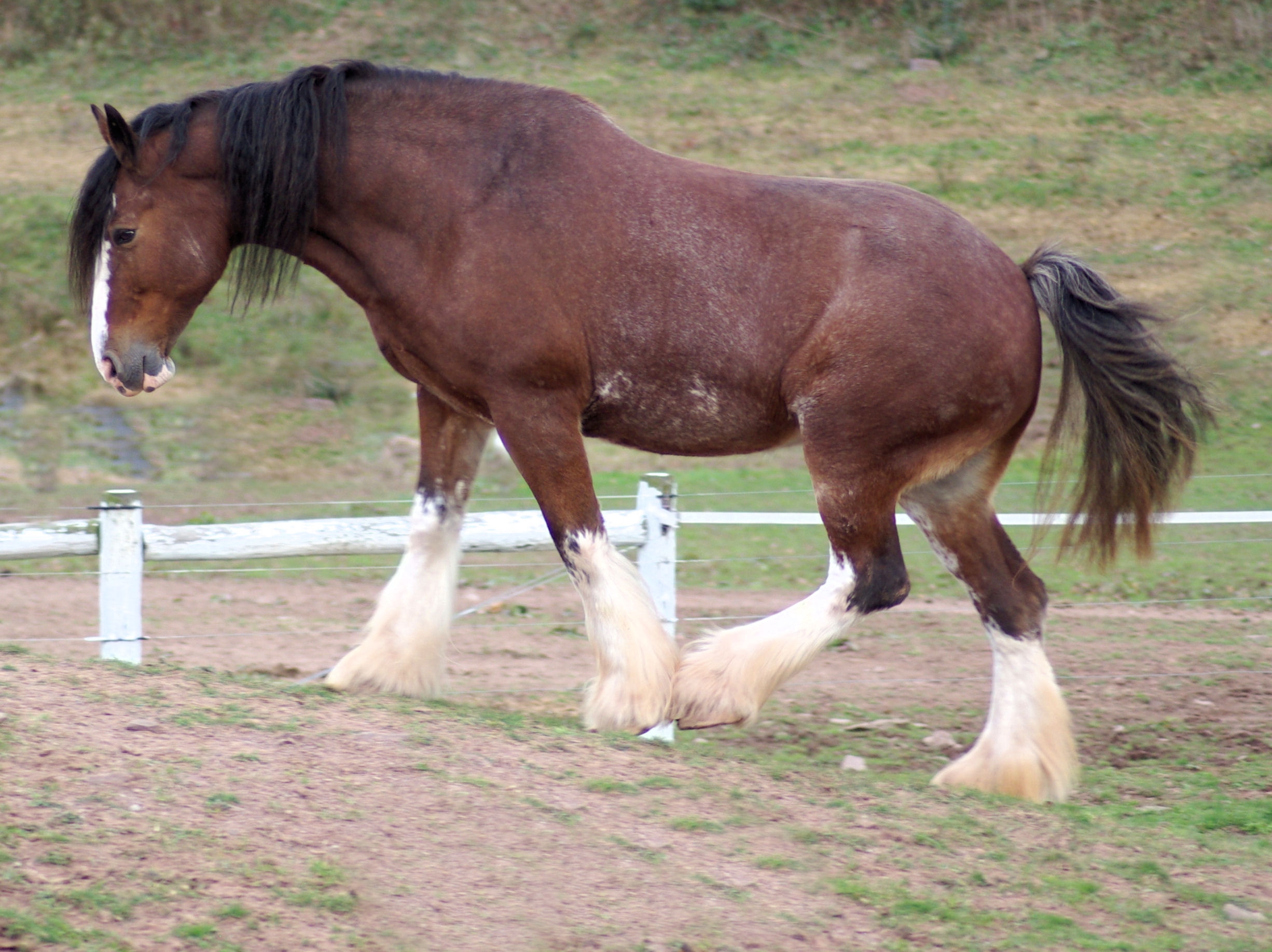 Capricorn - The Hardworking Clydesdale (image credits: wikimedia)
