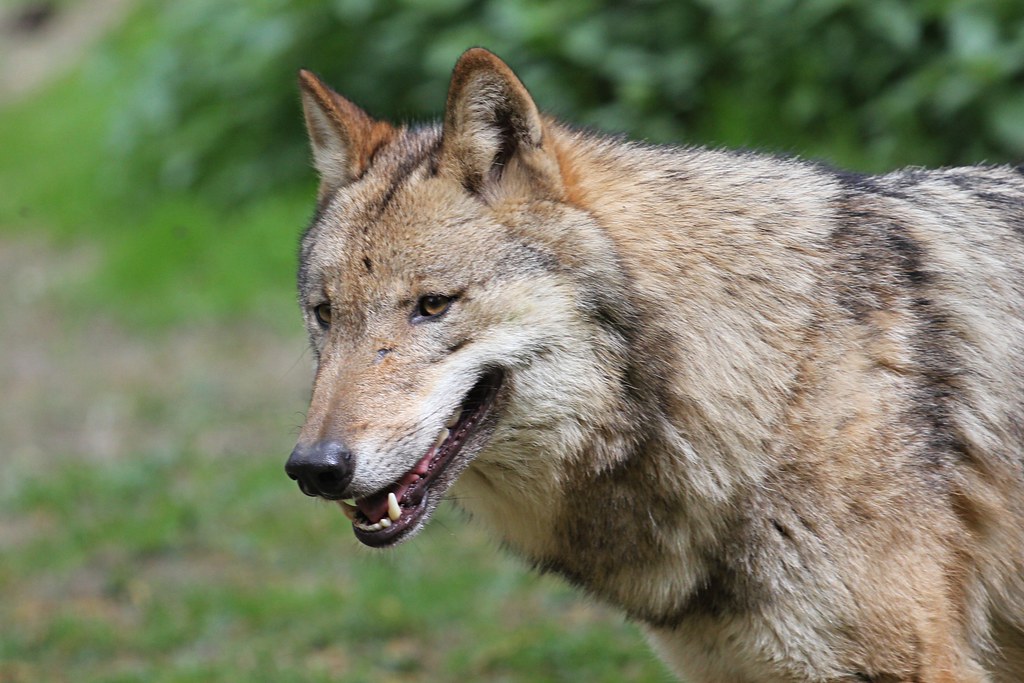Make Yourself Look Big and Intimidating (image credits: flickr)