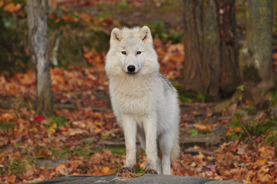 Remove Attractants From Your Property (image credits: stocksnap)