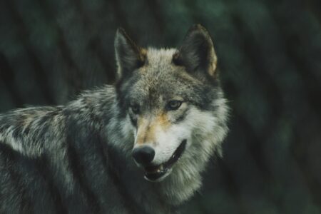 What To Do If You See a Wolf in Your Backyard in Montana