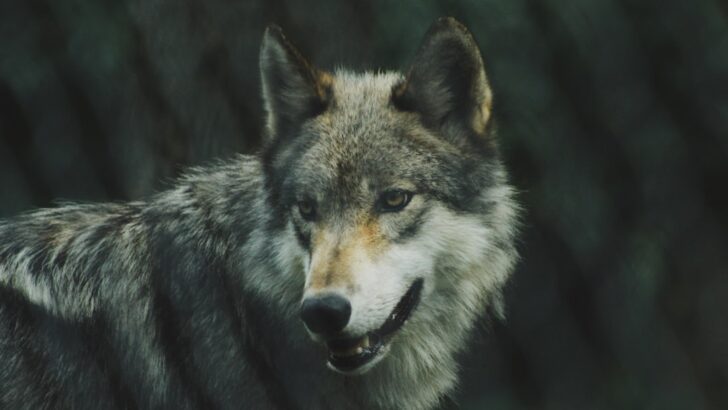 What To Do If You See a Wolf in Your Backyard in Montana