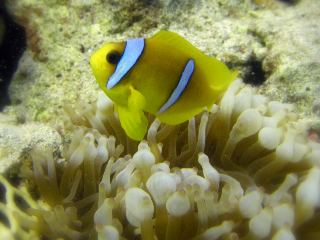 Pisces: The Natural-Born Ocean Dweller (image credits: flickr)