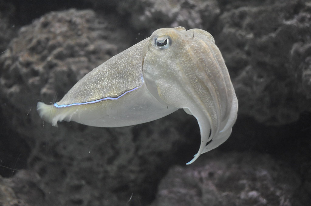 Aquarius: The Unusual Deep-Sea Explorer (image credits: flickr)