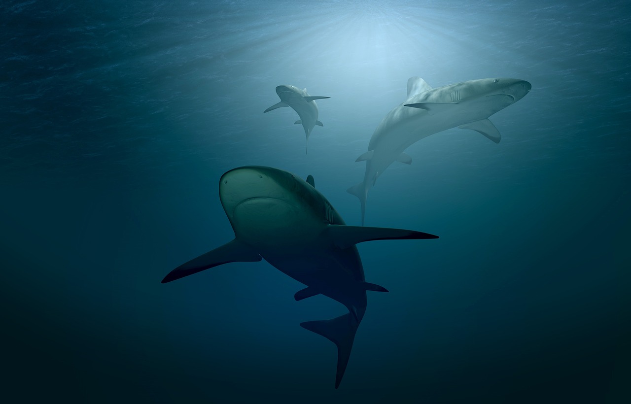Aries: The Fearless Ocean Predator (image credits: pixabay)