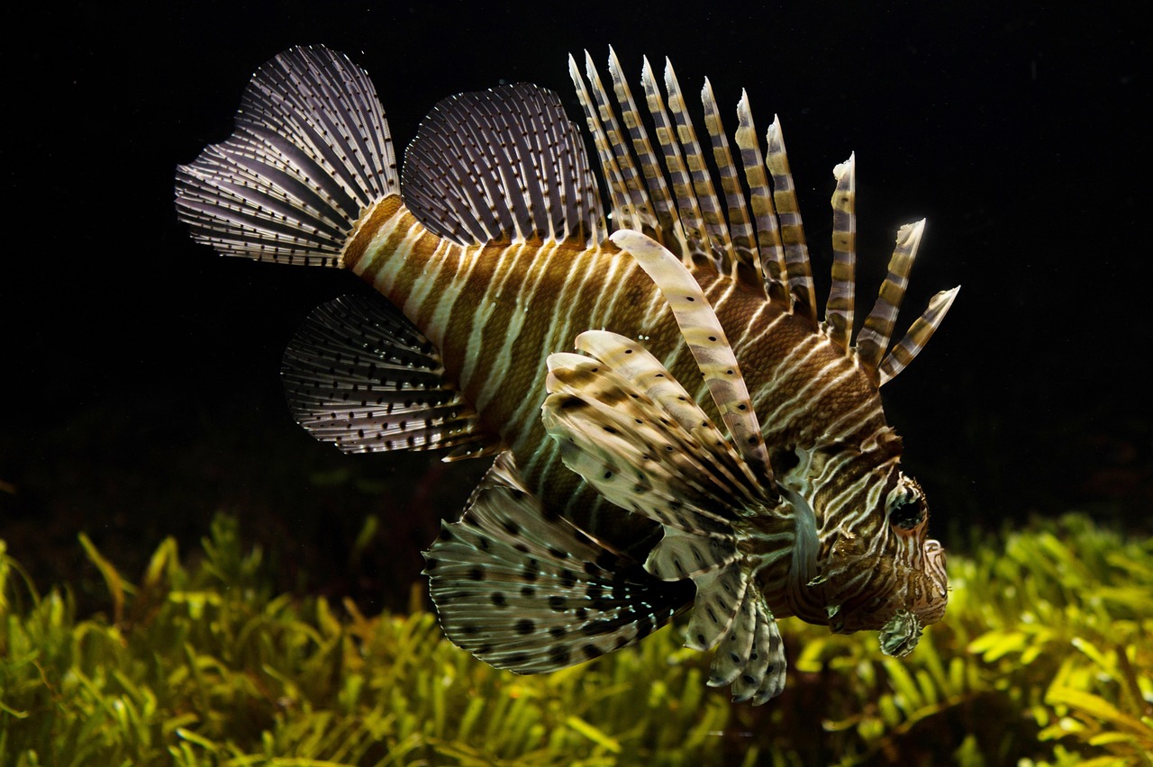 Leo: The Ocean's Showstopper (image credits: pixabay)