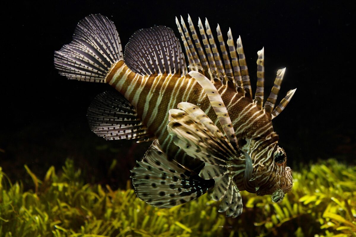 The Zodiac Signs That Share The Strongest Connection With Marine Animals