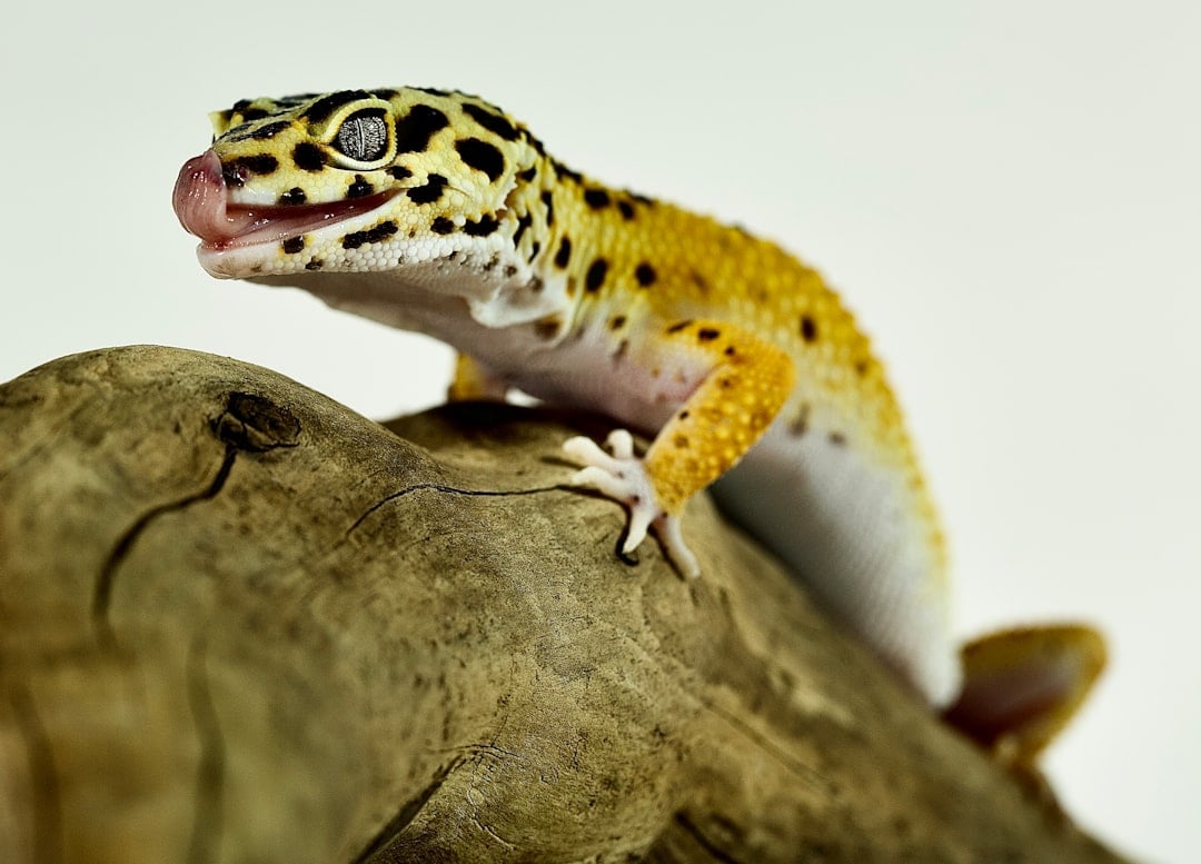 Taurus: The Gentle Leopard Gecko (image credits: unsplash)