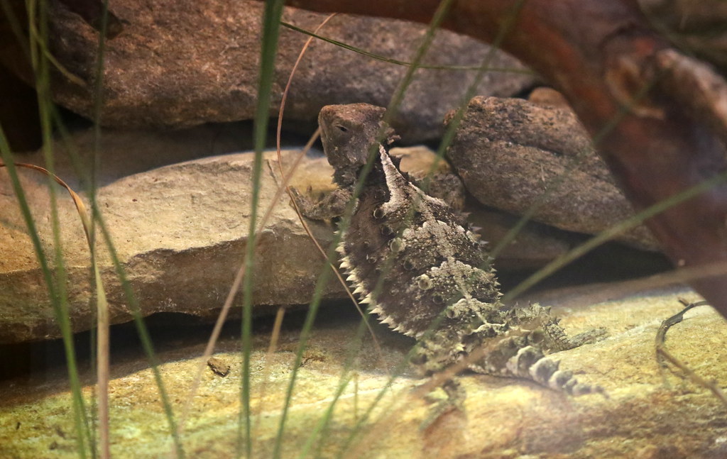 Cancer: The Homebody Desert Night Lizard (image credits: flickr)