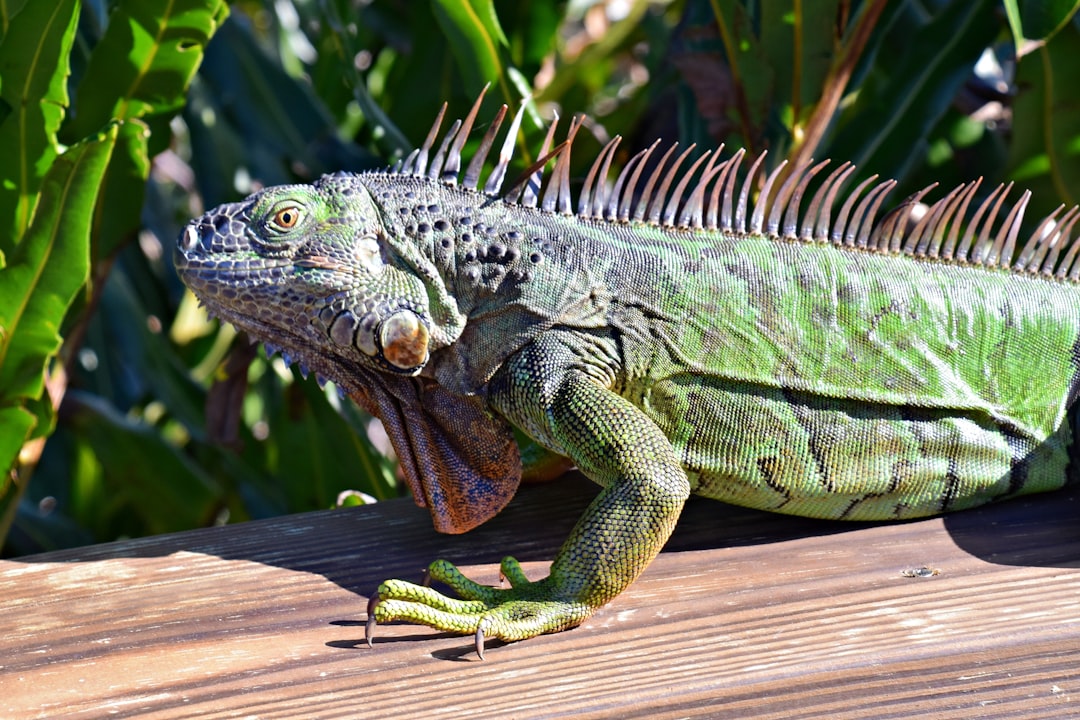 Leo: The Regal Green Iguana (image credits: unsplash)