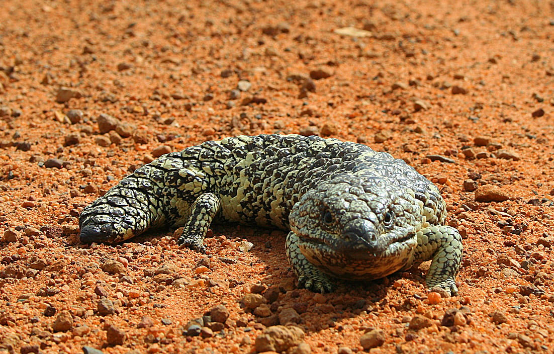 Libra: The Romantic Shingleback Lizard (image credits: wikimedia)