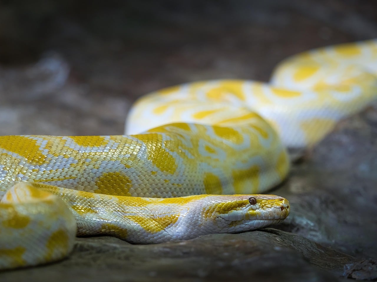 Scorpio: The Mysterious Ball Python (image credits: pixabay)