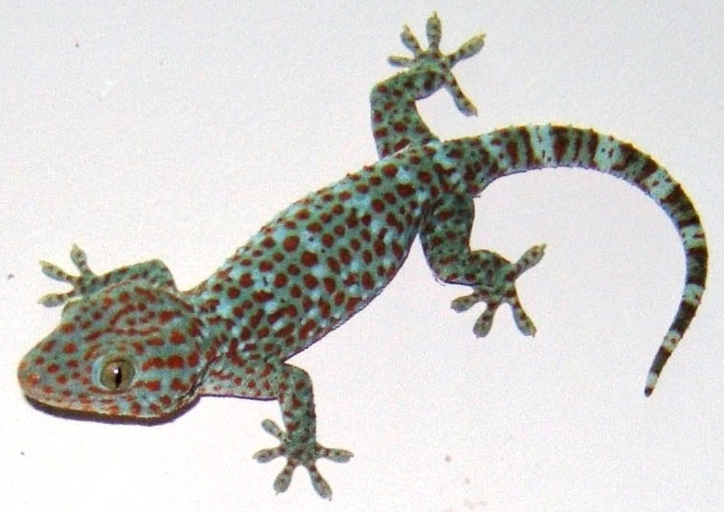 Capricorn: The Determined Tokay Gecko (image credits: wikimedia)