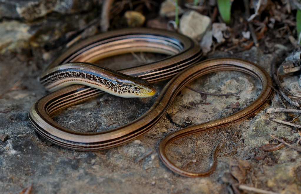 Aquarius: The Unique European Legless Lizard (image credits: flickr)