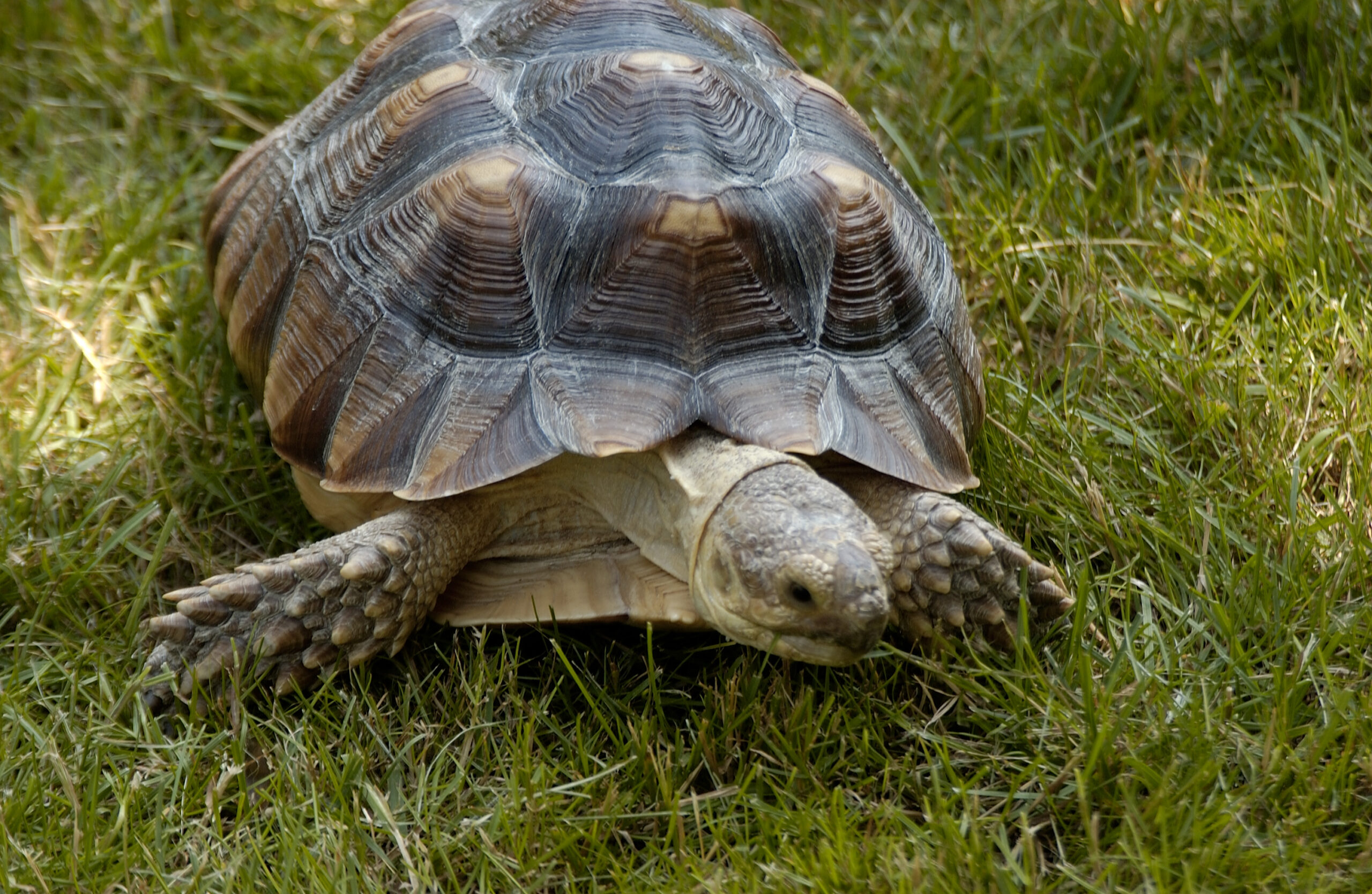 Pisces: The Wise Sulcata Tortoise (image credits: wikimedia)