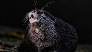 Which Invasive Animal Mirrors Gemini's Restless Spirit?