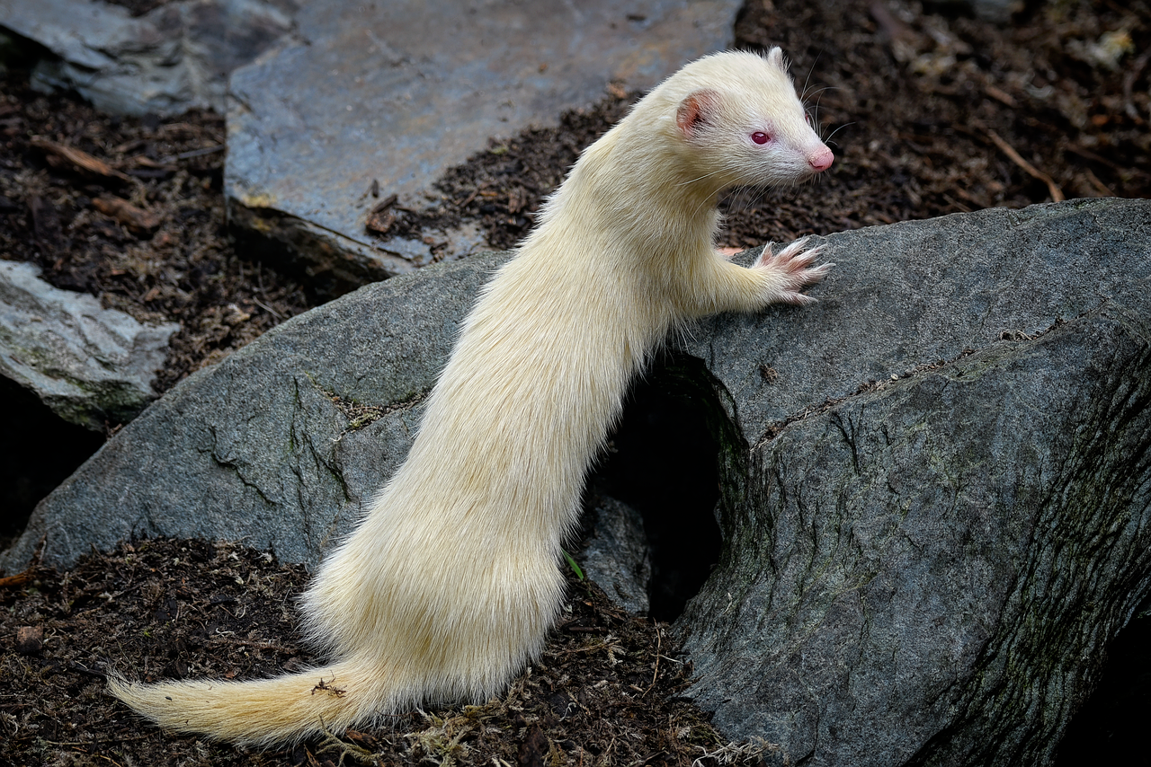 Ferrets: Mischievous Energy Matches (image credits: pixabay)