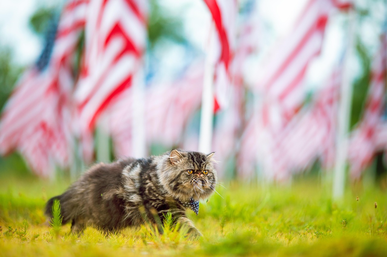 Independent Cats: The Perfect Balance (image credits: pixabay)