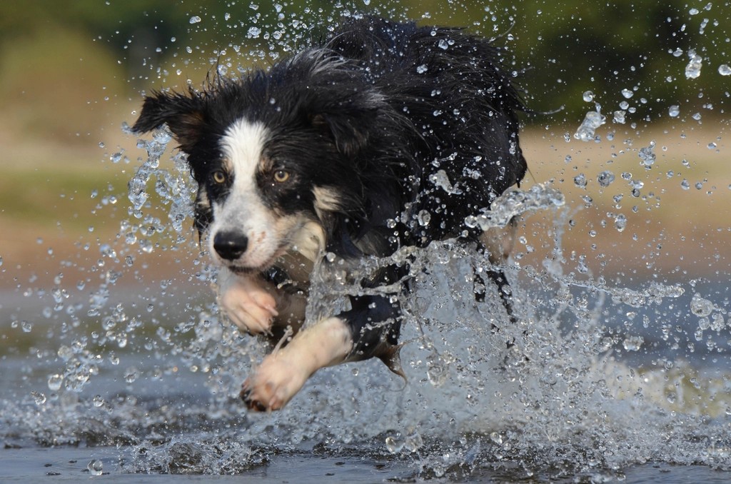 Border Collies: Intelligence Meets Drive (image credits: rawpixel)