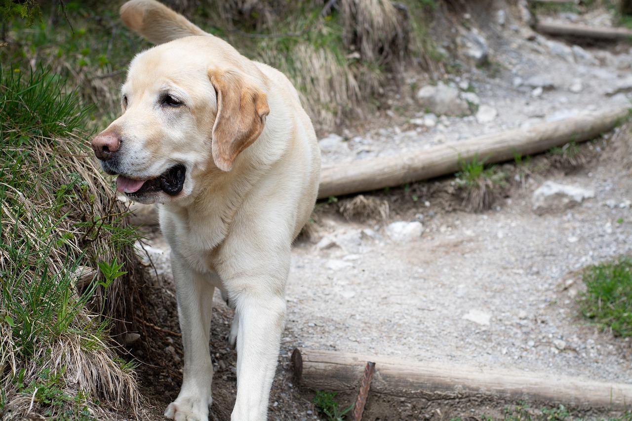 Labrador Retrievers: Loyal Activity Partners (image credits: pixabay)