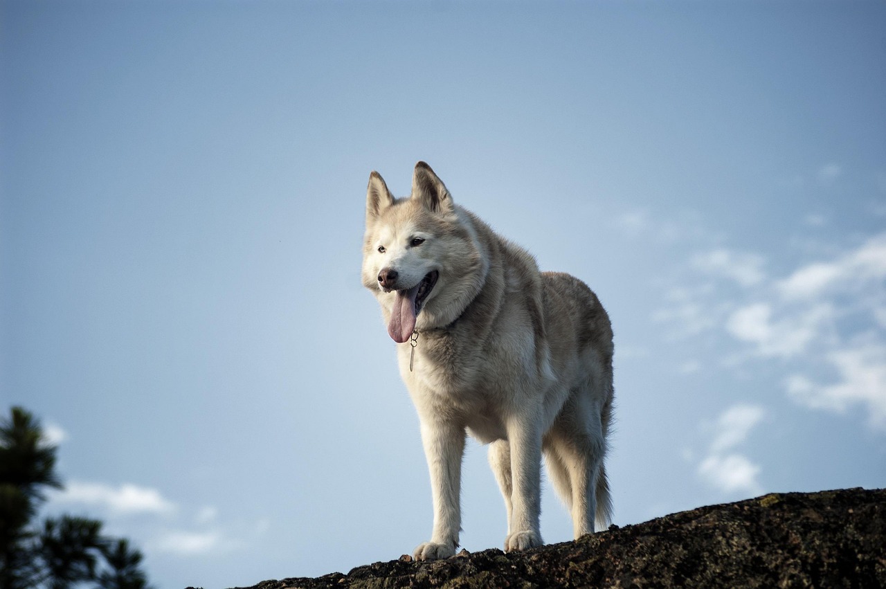 Siberian Huskies: Adventure Seekers (image credits: pixabay)