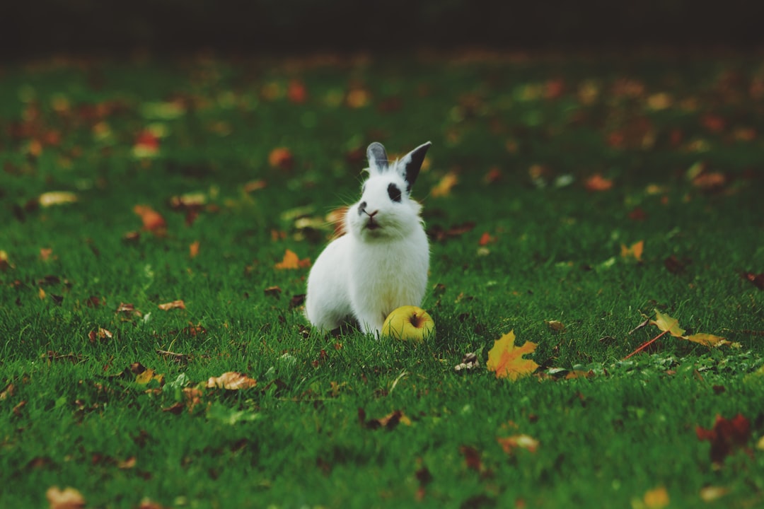 Rabbits: Surprising Energy Companions (image credits: unsplash)
