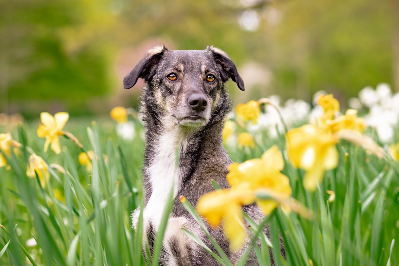 Mixed Breed Rescues: Unique Partnerships (image credits: pixabay)